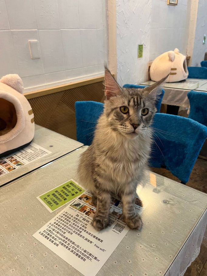 Navštívili jsme první kočičí kavárnu na světě - Koťátkovou zahradu v hlavním městě Tchaj-wanu, v Tchaj-peji.