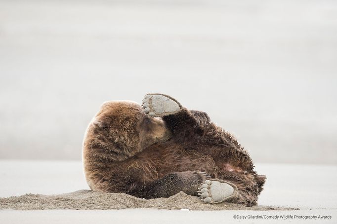 Vítězné snímky ze soutěže Comedy Wildlife Photography Awards 2020