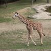 Zoo Brno - žirafa