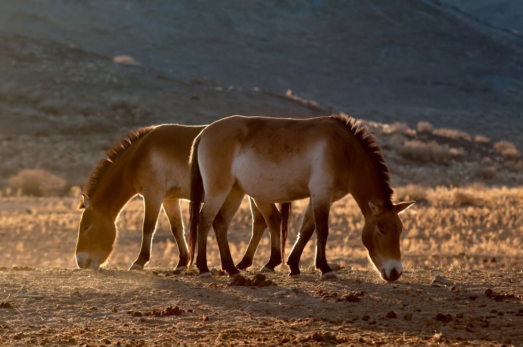 Koně Převalského v Mongolsku