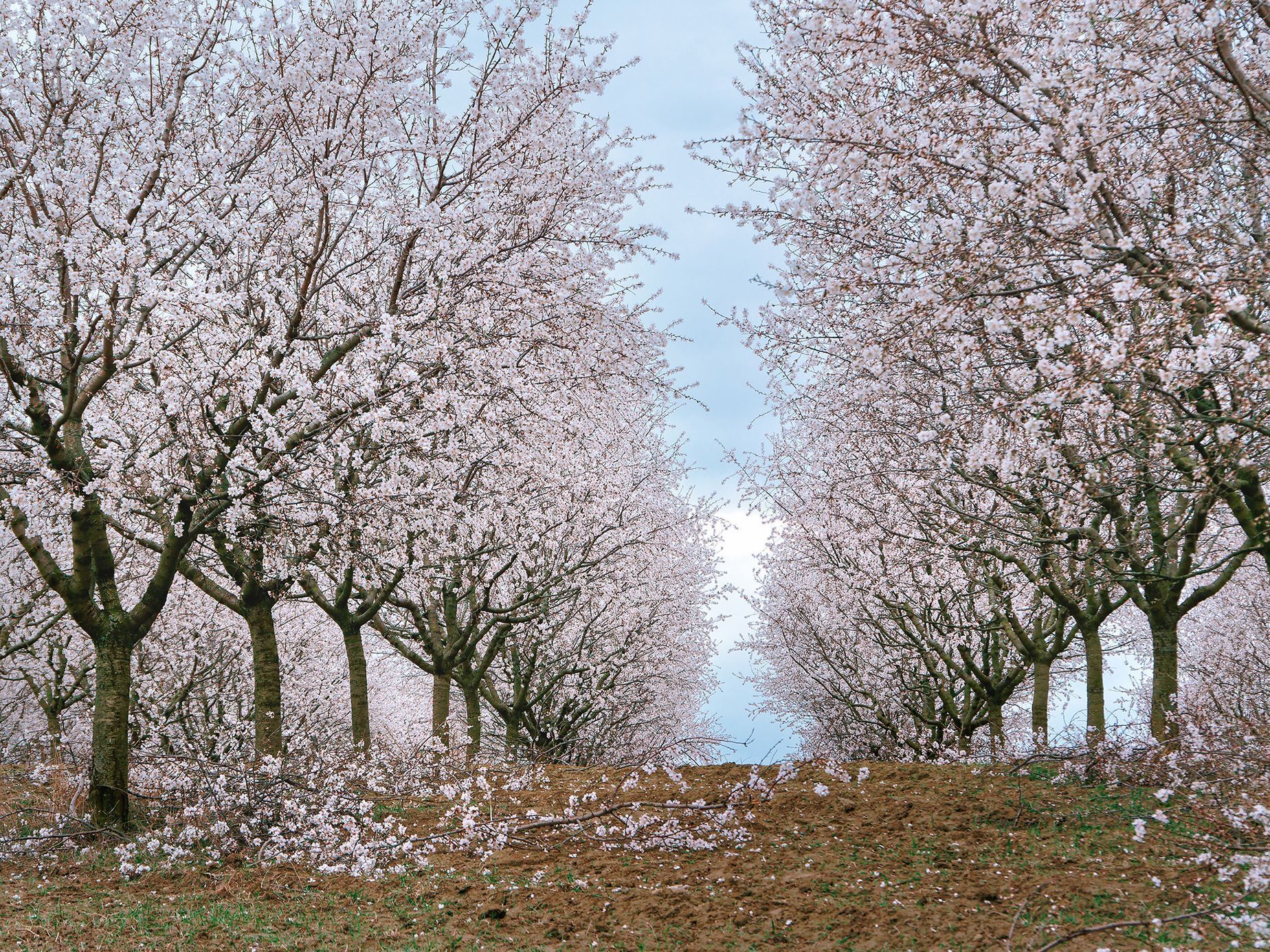 Mandloňové sady v Hustopečích v plném květu, březen 2024