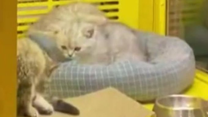 Živá koťata a štěňata v automatu. Přístroj překvapil lidi v šanghajském supermarketu