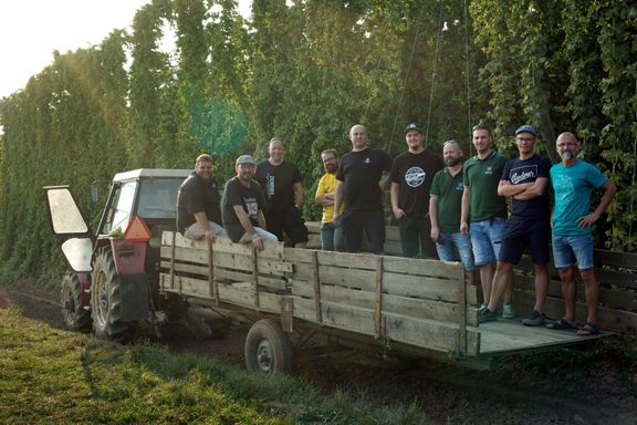 „Sedm sládků vybíralo chmel pro nový ležák na žatecké chmelnici.