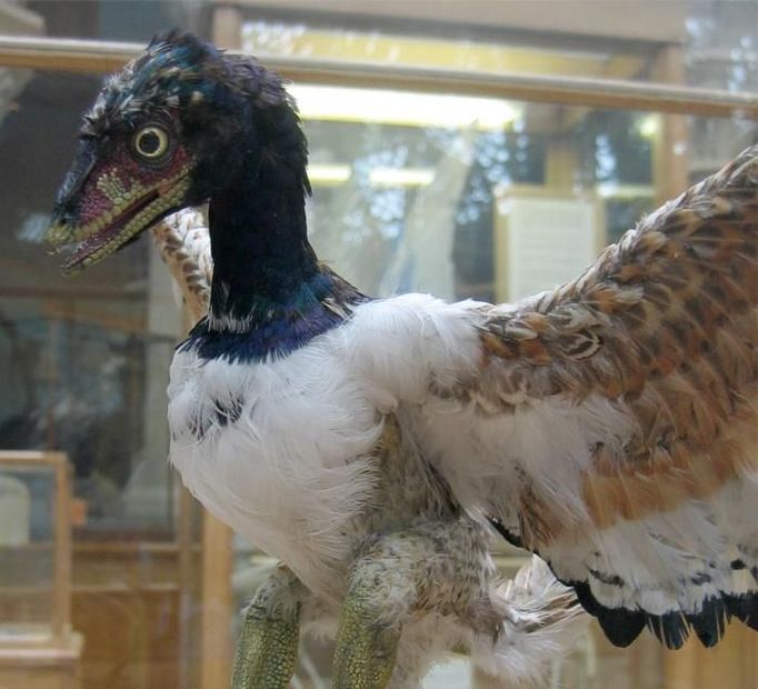 Model druhu Archaeopteryx lithographica v Oxford University Museum of Natural History.