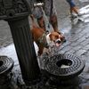 Fotogalerie / Letní vedra v Evropě / Zahraničí / Horko / Léto / Koupání / Voda / Počasí / Osvěžení / Reuters / 24