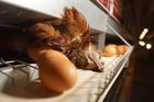 Levná vejce za cenu utrpení. Zákaz klecových chovů se vrací, argumenty jsou vyhrocené
