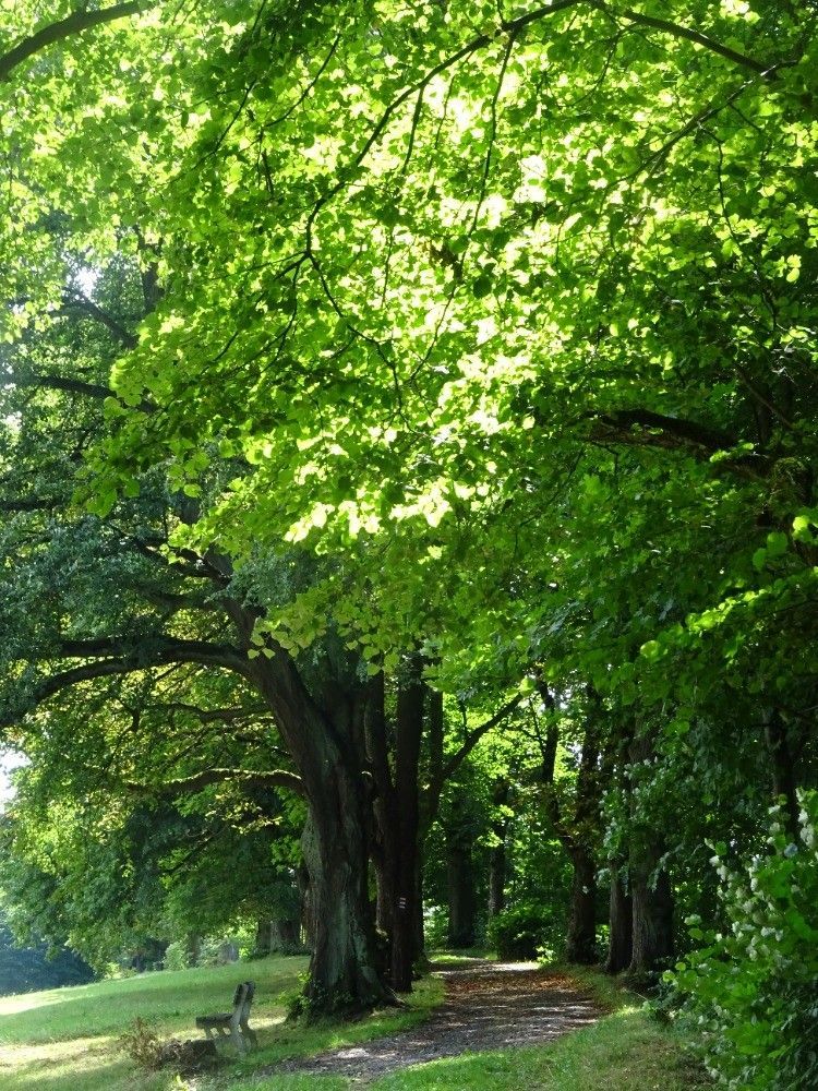 Soutěžní snímky Alej roku 2022