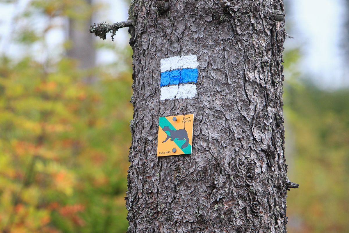 Národní park Šumava 24.9. 2015 - Tk o kůrovci