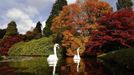 Swans swim past changing autumn leaves in Sheffield Park Gardens near Haywards Heath in southern England October 17, 2012. REUTERS/Luke MacGregor (ENVIRONMENT ANIMALS) Published: Říj. 17, 2012, 3:42 odp.