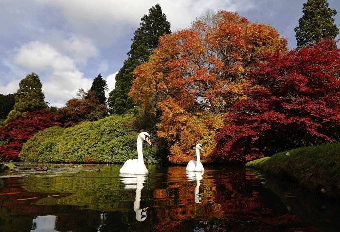 Swans swim past changing autumn leaves in Sheffield Park Gardens near Haywards Heath in southern England October 17, 2012. REUTERS/Luke MacGregor (ENVIRONMENT ANIMALS) Published: Říj. 17, 2012, 3:42 odp.