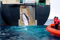 S ekology v patách se Japoncům v lovu velryb nedařilo