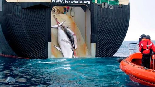 7. 2. - Austrálie ukázala fotky, jak Japonci vybíjejí velryby - Ostrou reakci politiků a ochránců přírody vyvolalo zveřejnění fotografií v australském tisku, které ukazují, jakým způsobem japonští rybáři loví velryby. Znovu se tak vyhrotil dlouhodobý spor mezi Japonskem a Austrálií o lov těchto savců.  Další podrobnosti si přečtěte v této zprávě