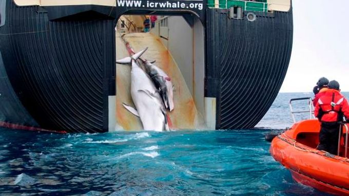 Jeden ze snímků, který uveřejnila média po celém světě. Podle australských úřadů byla ulovena velryba s mládětem.