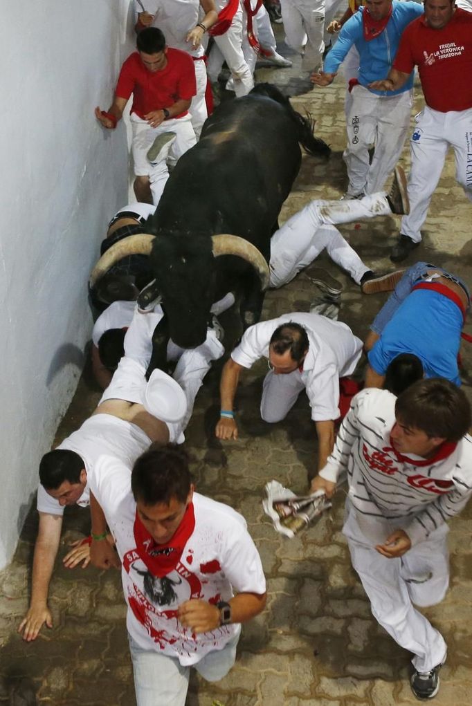 A Miura fighting bull steps on a fallen runner at the entrance to the bullring during the second running of the bulls of the San Fermin festival in Pamplona July 8, 2012. There were no injured runners in the run that lasted two minutes and twenty nine seconds, according to local media. REUTERS/Susana Vera (SPAIN - Tags: ANIMALS SOCIETY) Published: Čec. 8, 2012, 8:06 dop.