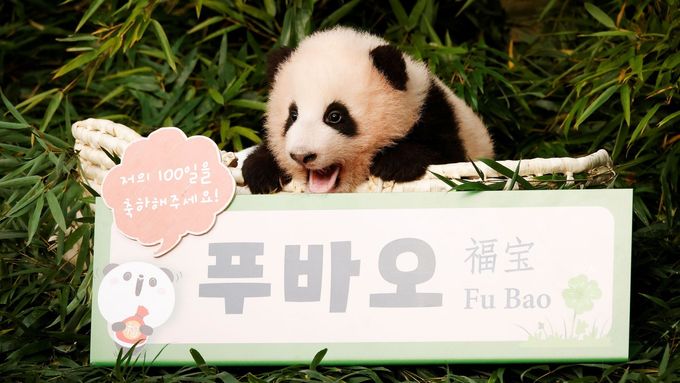 Samička Fu Bao přišla na svět před necelými čtyřmi měsíci a stala se vůbec první pandou narozenou v Jižní Koreji.