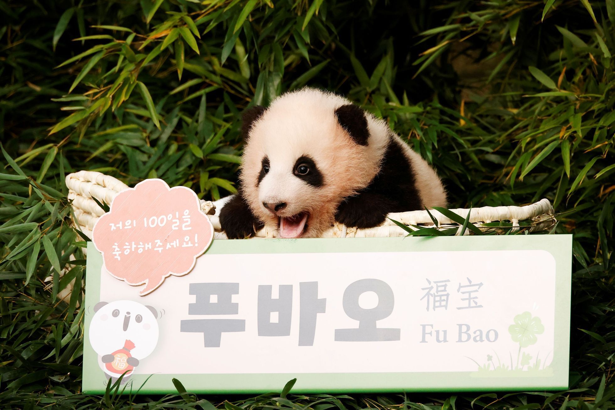 Samička Fu Bao přišla na svět před necelými čtyřmi měsíci a stala se vůbec první pandou narozenou v Jižní Koreji.