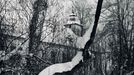 Daniel Reynek: Zimní zahrada v Petrkově (60. léta), černobílá fotografie č. 051, 365 × 365 cm