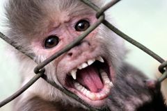 Opice umí měnit význam slov jako lidé, zjistili vědci