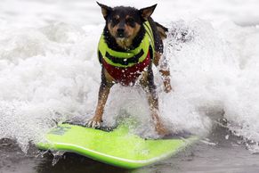 Takhle brázdí mořské vlny psí surfaři
