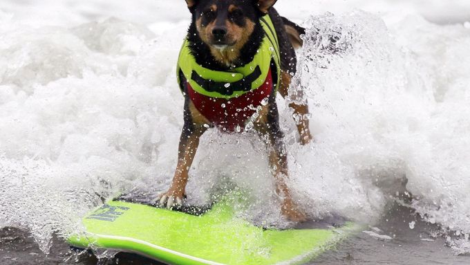 Takhle brázdí mořské vlny psí surfaři