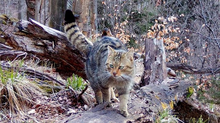 Do českých hor se vrátila "vyhynulá" šelma. Vědcům se podařilo vyfotit ji i s rodinou; Zdroj foto: Hnutí DUHA Šelmy