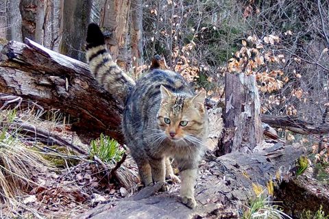 Divoká kočka, Lužické hory, koťata, Tonka, Jonáš, hnutí Duha, Akademie věd české republiky, fotopast, šelmy