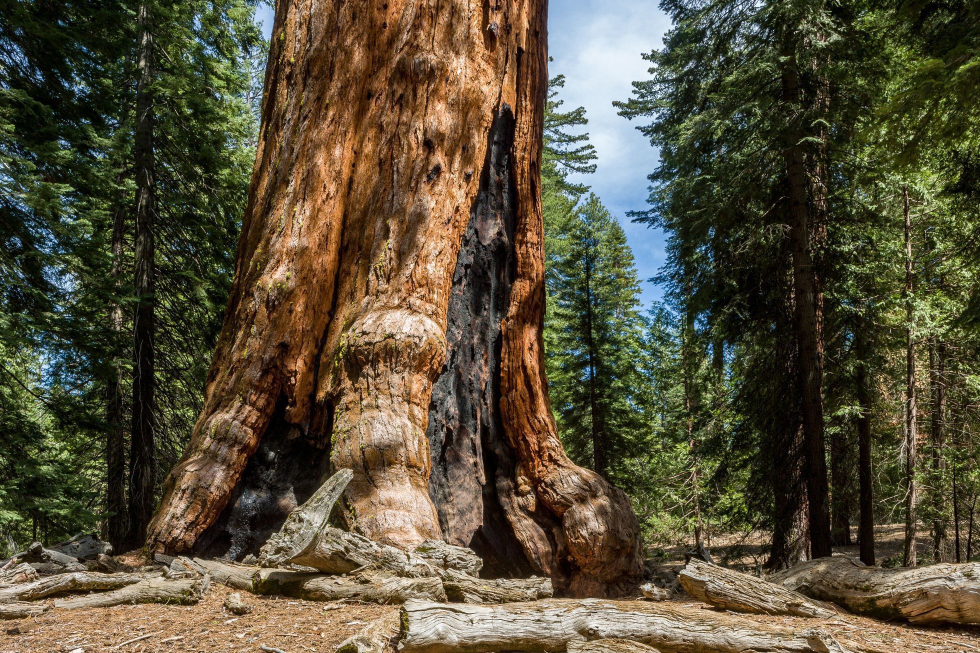Yosemite, sekvoj Grizzly Giant