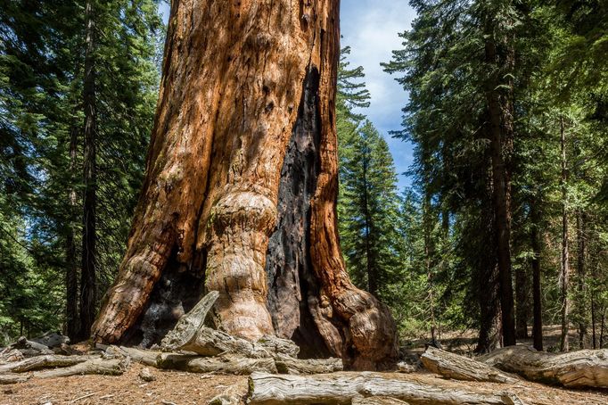 Sekvoj přezdívaná Grizzly Giant v americkém Národním parku Yosemite je podle předloňské studie stará zhruba 2995 let.