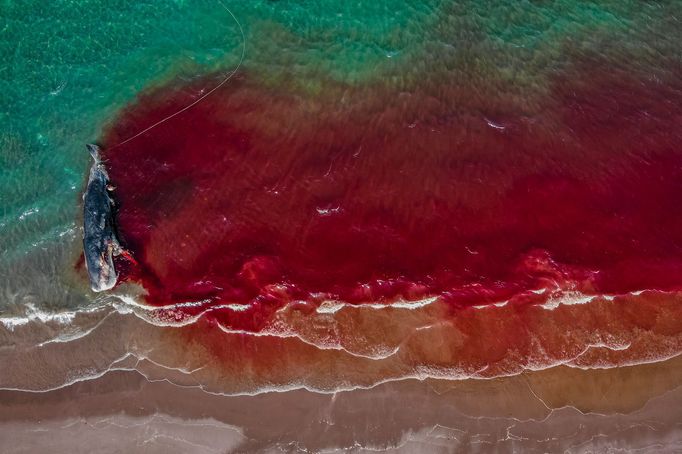 Vítězové soutěže Underwater Photographer of the Year 2021