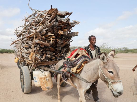 Přeprava dřeva v Dadaabu.