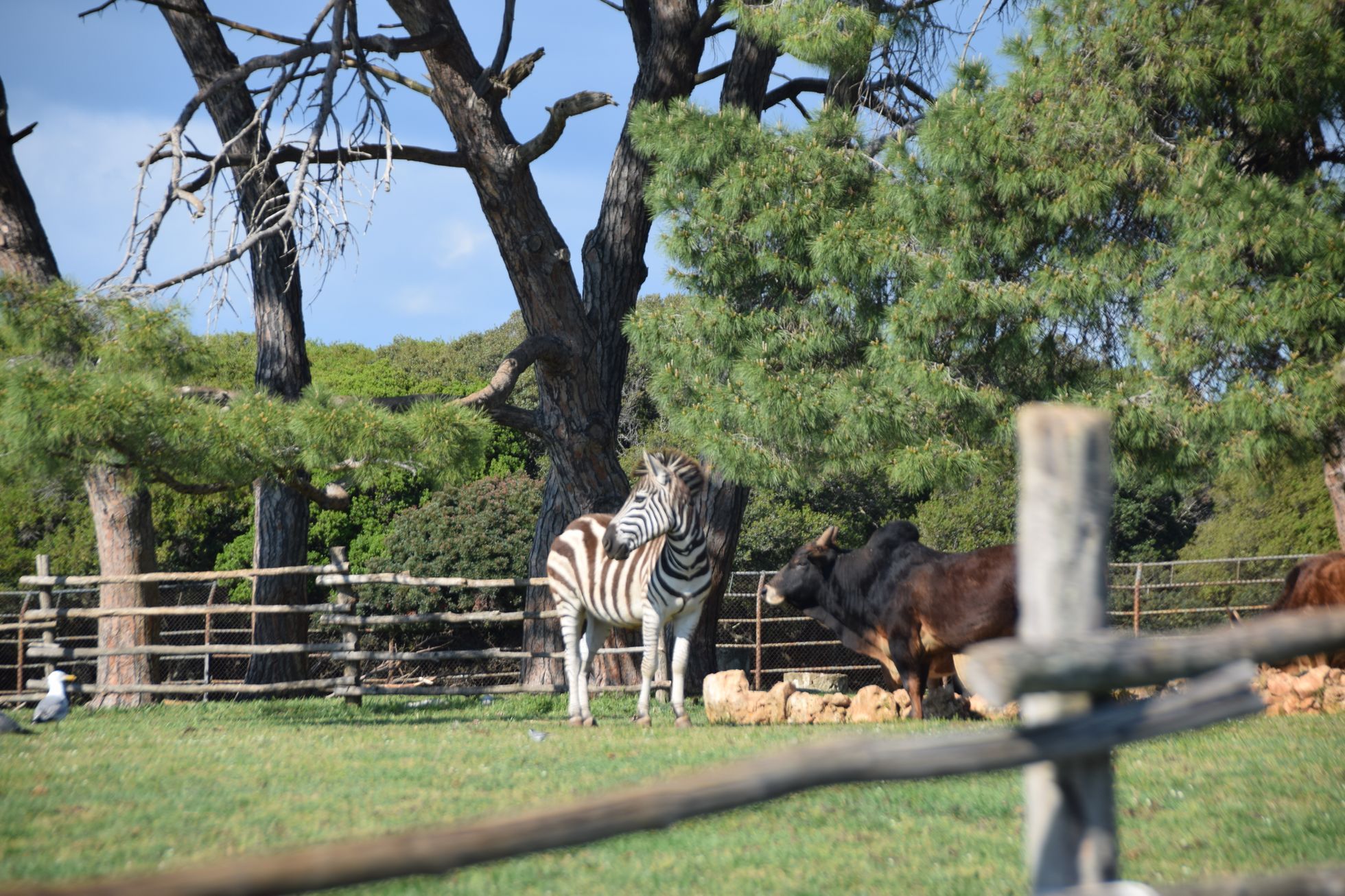 zebra Brijuni