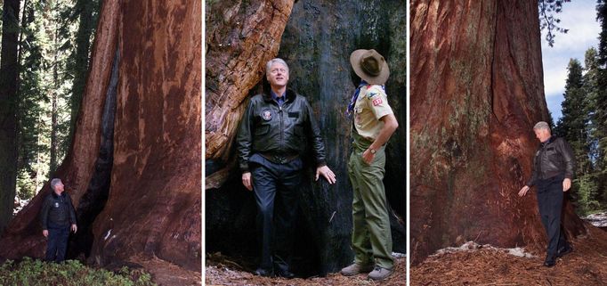 U.S. President Bill Clinton takes a walking tour of the Trail of 100 Giants in the Sequoia National Forest, April 15.