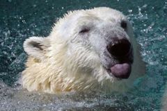Oteplování dostalo lední medvědy na červený seznam