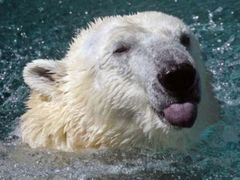 Na světě nyní podle odhadů vědců žije přibližně 25 tisíc ledních medvědů.