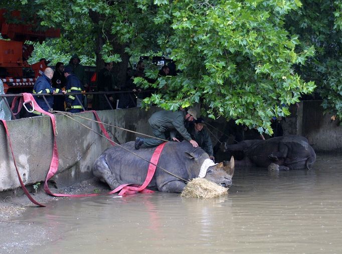 ... a tak pracovníci ZOO museli urychleně začít s jejich evakuací.