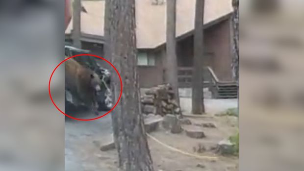 Medvěd se uvěznil v autě a začal zuřit, šlo o život. Policie provedla důmyslný zásah