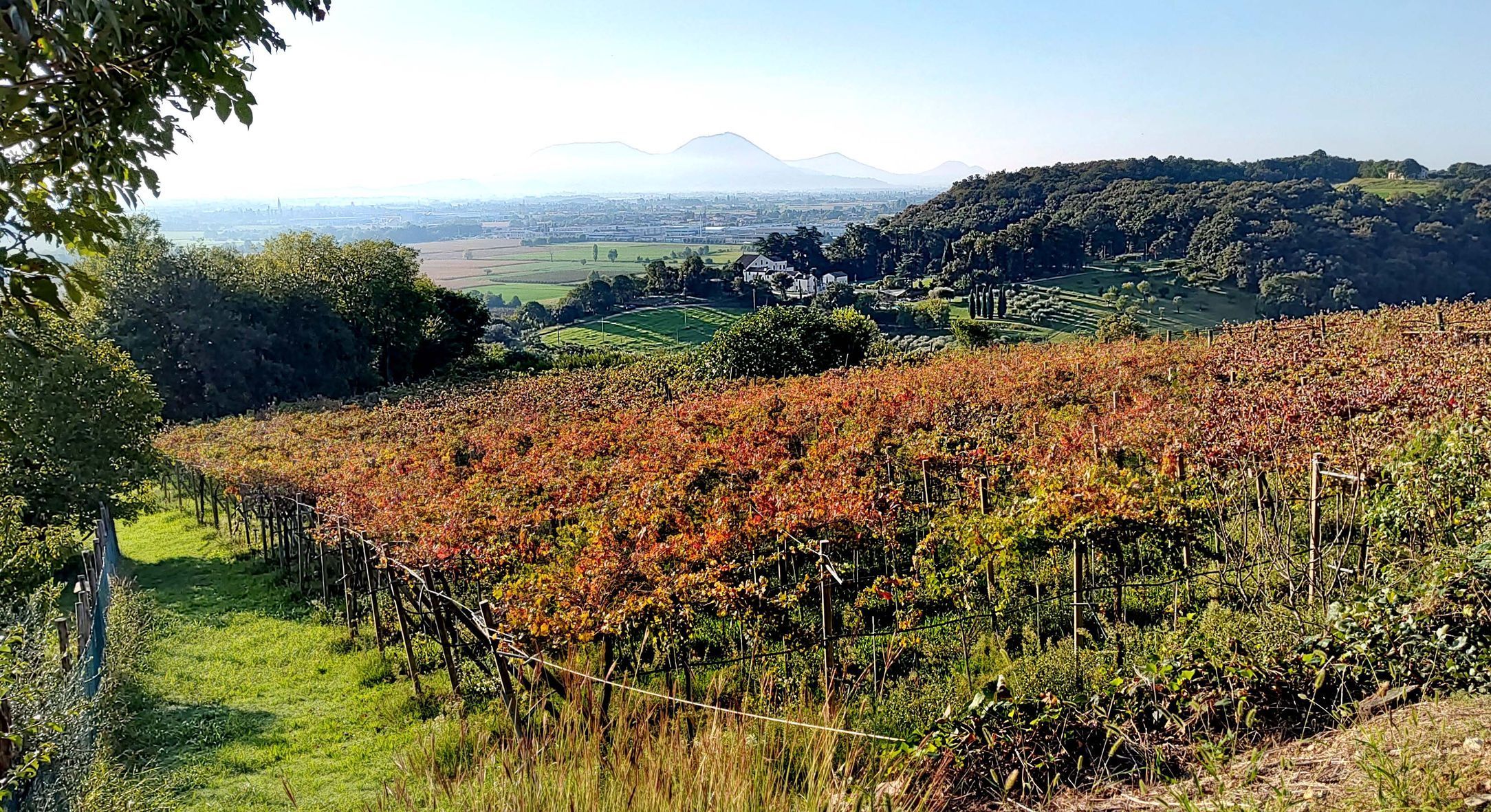 Itálie, pivo, Benátsko, víno, Simone, Vicenza, vinařství, vinice