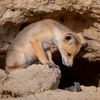 Wildlife Photographer of the Year 2023. Snímky nominované na cenu veřejnosti People Choice Award