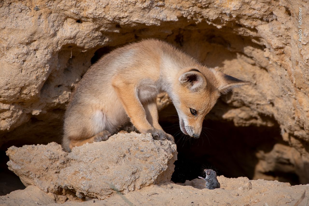 Wildlife Photographer of the Year 2023. Snímky nominované na cenu veřejnosti People Choice Award