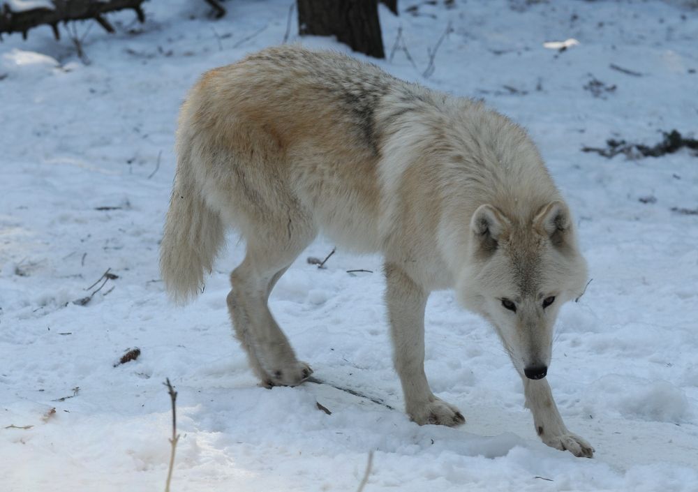 Zimní zoo - Zoo Olomouc