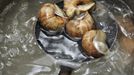 Snails are prepared at the cuisine of the Pfalzhotel Asselheim in Gruenstadt, southwestern Germany, 26 June 2007. The snails (helix pomatia) coming from the "Pfalzschnecke" snail breeding farm can reach a length up to 10 centimeters and a weight of about 30 grams each. AFP PHOTO DDP/TORSTEN SILZ GERMANY OUT