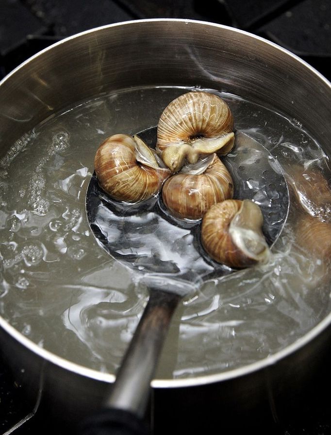 Snails are prepared at the cuisine of the Pfalzhotel Asselheim in Gruenstadt, southwestern Germany, 26 June 2007. The snails (helix pomatia) coming from the "Pfalzschnecke" snail breeding farm can reach a length up to 10 centimeters and a weight of about 30 grams each. AFP PHOTO DDP/TORSTEN SILZ GERMANY OUT