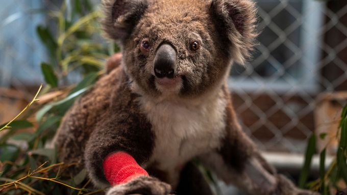 Zraněný koala.