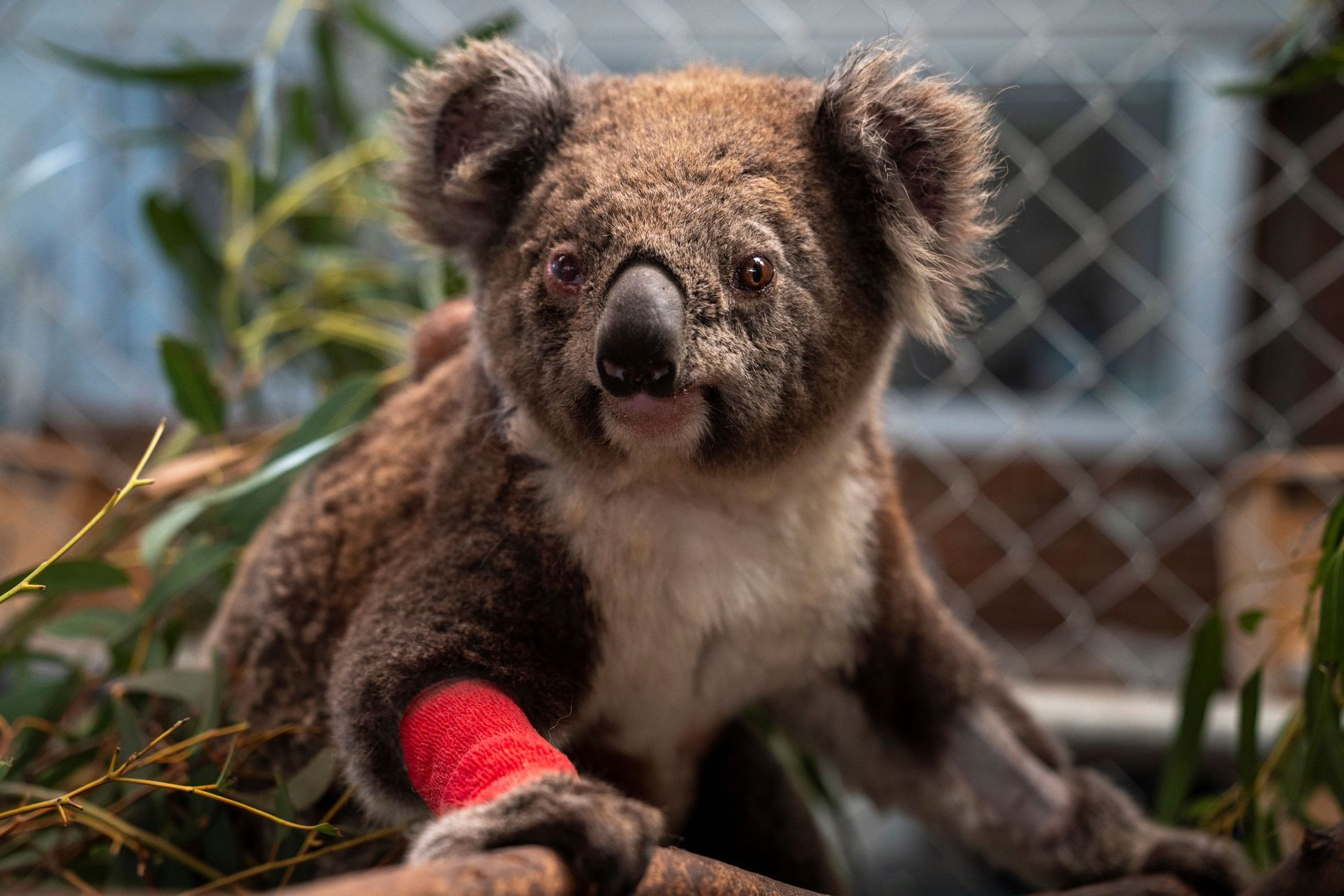 Zraněný koala