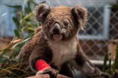 Koalové zranění při požárech v Austrálii se zotavili, vracejí se i na původní stromy