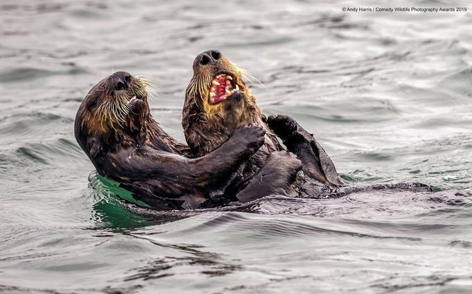 Finalisté soutěže Comedy Wildlife Photography Awards 2019