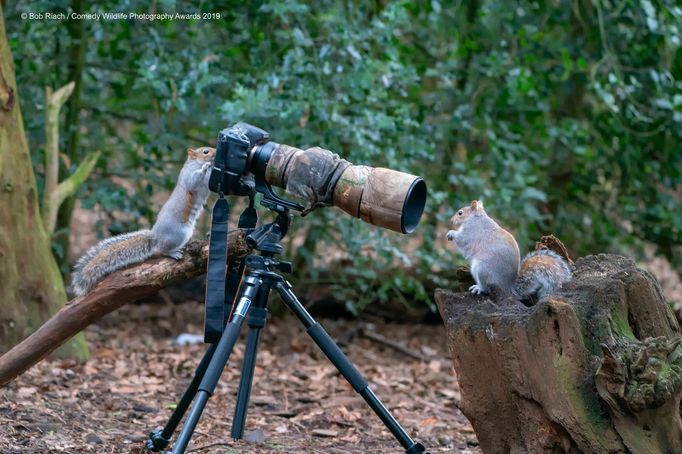 Comedy Wildlife Photography Awards 2019: výběr ze zatím zaslaných fotografií