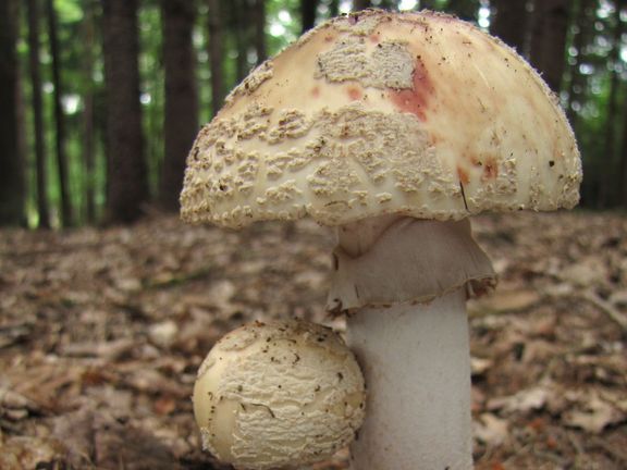 Muchomůrka růžovka (Amanita rubescens) - jedlá, doporučená; perla české kuchyně.