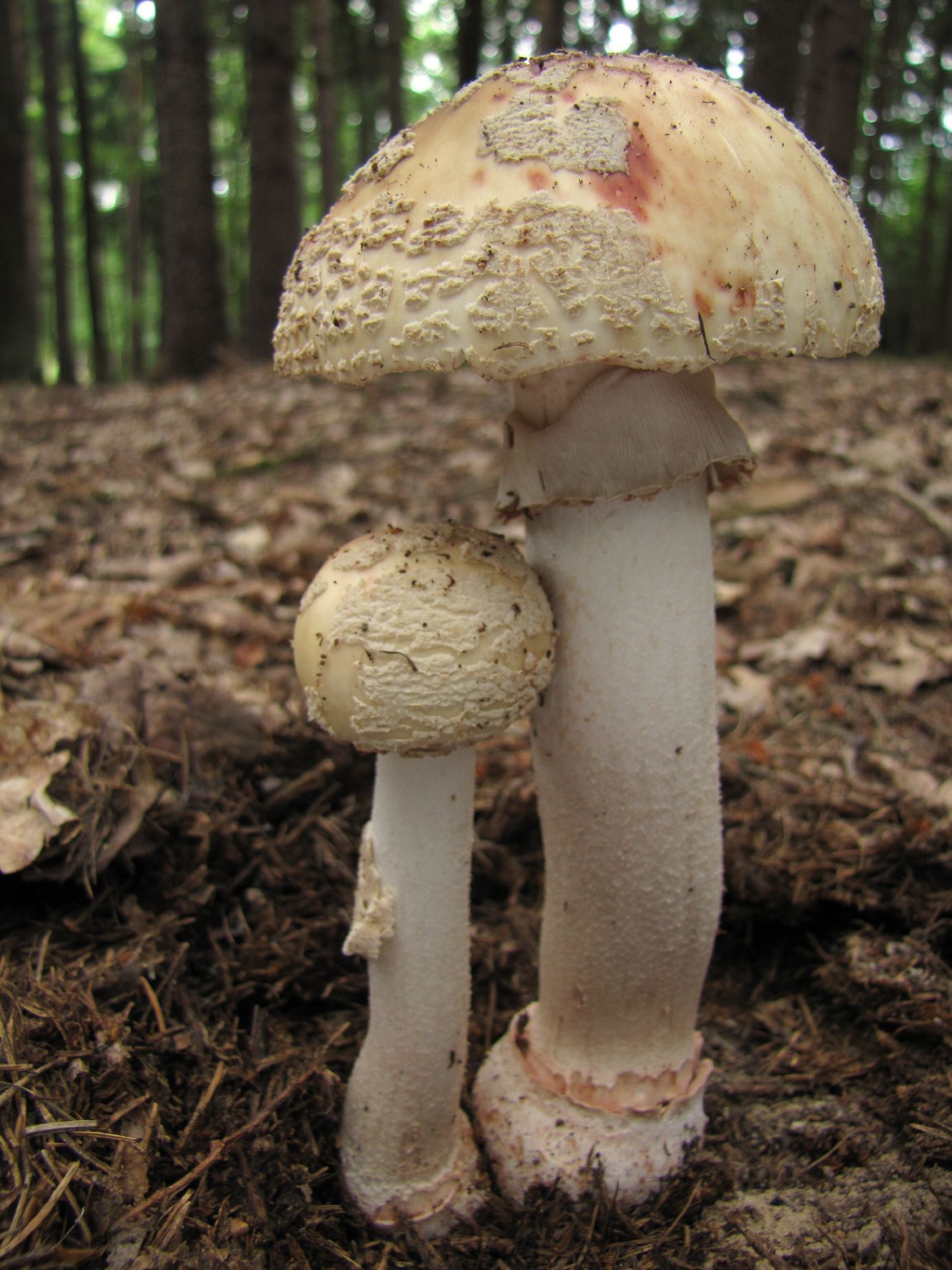 Muchomůrka růžovka