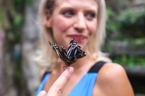 Foto: Když vám může přistát na hlavě obří motýl. V Praze otevřeli tropický motýlí dům. V hračkářství